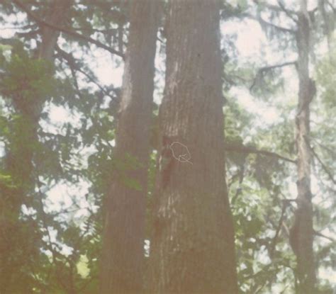 Ivory-billed Woodpecker Sightings and Evidence 1944-2003: The Partially ...