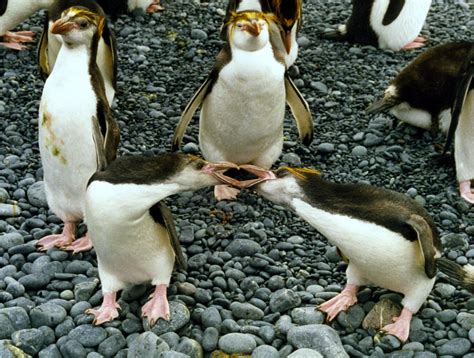 File:Royal penguins arguing.jpg - Wikimedia Commons