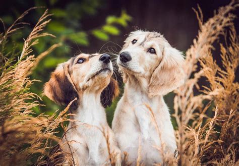 Saluki Puppies For Sale