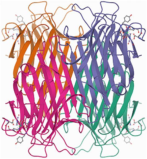 Three‐dimensional structure of concanavalin lectin (Protein Data Bank ...