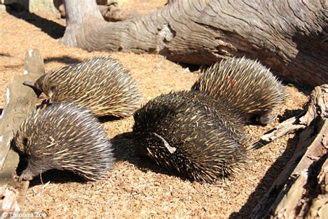 Echidna mating ritual on video with males following female for up to TEN hours a day | Daily ...