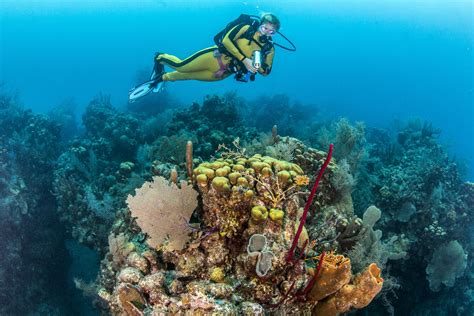 Explore the Amazing Underwater World of Glover's Reef in Belize | Belize vacations, Belize ...