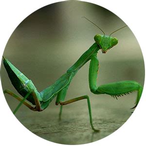 Mantis – My Home Nature