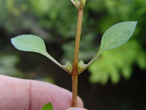 Ludwigia palustris (common water-primrose): Go Botany