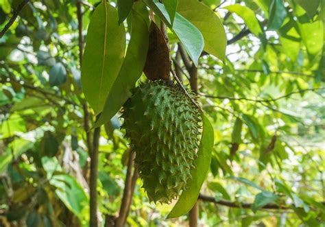 12 Amusing Facts About Annona (Guanabana)