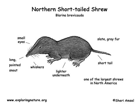 Shrew