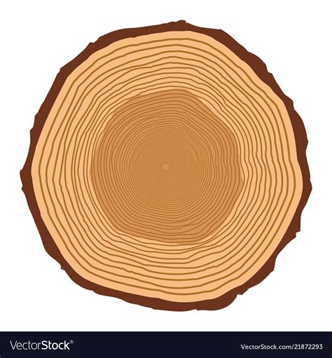 Tree trunk rings design isolated on white vector image on VectorStock ...