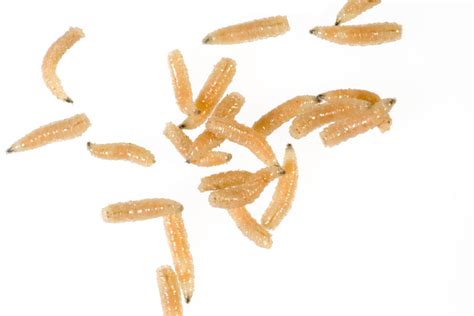 Are Maggots Harmful To Dogs