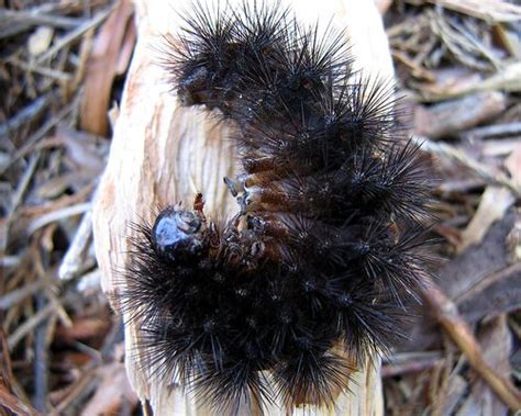 How to Care for a Giant Leopard Moth Caterpillar in 6 Steps Moth Caterpillar, Giant Leopard Moth ...