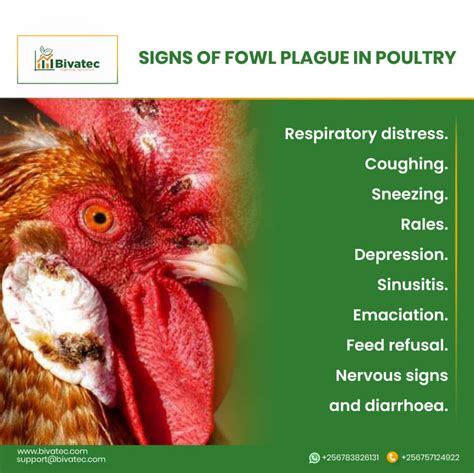 Avian Influenza: Understanding the Disease, Transmission, and ...