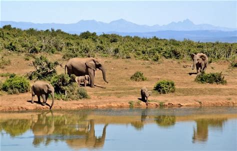 Wildlife Photography Tips | How To Guide To Take Better Photos