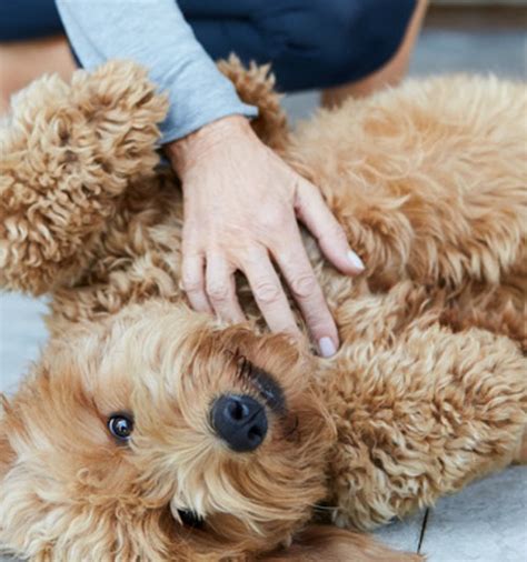 7 Benefits of Dog Massage - Learn how to Massage your Dog ...