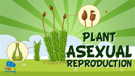 How Do Asexual Plants Reproduce? All Answers - Chiangmaiplaces.net