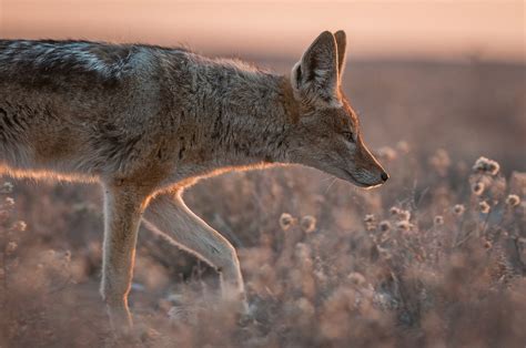 Black-Backed Jackal | Sean Crane Photography