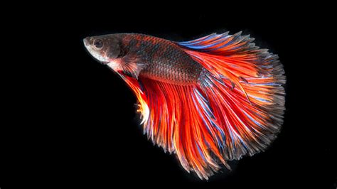 Fish Wallpapers For Desktop Hd Desktop Wallpapers 4k Hd | Images and ...