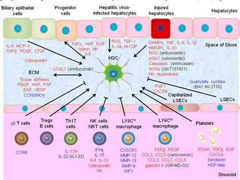 Figure 1 from Hepatic stellate cells as key target in liver fibrosis ...