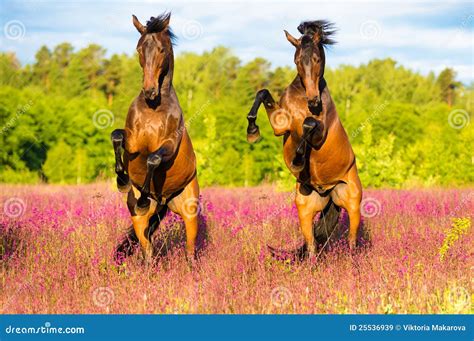 Two Horses Rearing Up On The Pink Flowers Meadow Royalty Free Stock Images - Image: 25536939