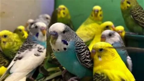 Budgie sounds for lovely birds to make them happy |budgie sounds ...