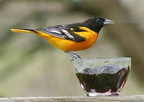 Baltimore oriole sighting offers exciting birding moment