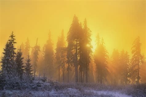 Yellow Sky Sunbeam Sunrise Trees Winter Season, HD Nature, 4k ...