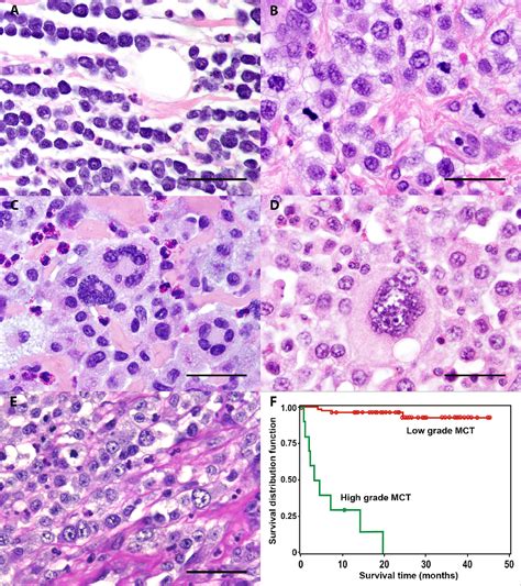 Figure 1 from Canine cutaneous mast cell tumors: A combined clinical and pathologic approach to ...