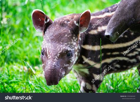 1,117 South american tapir Images, Stock Photos & Vectors | Shutterstock