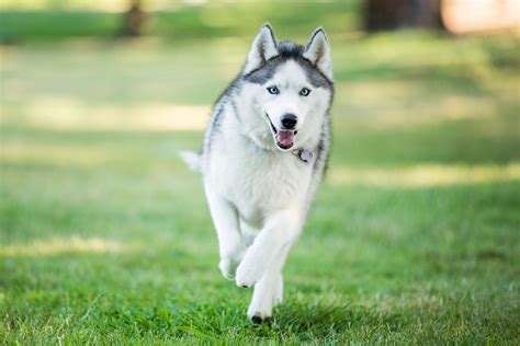 Funny White Wolf Blue Eyes Dog Siberian Husky - l2sanpiero