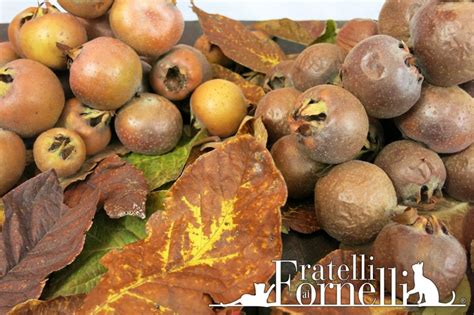 Medlar jam Recipe - Fratelli ai Fornelli