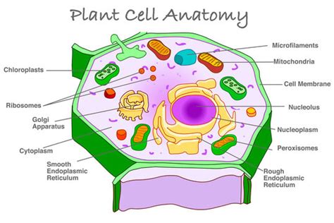 Mitochondria In Plant Cell