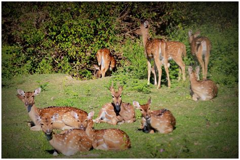 Bandipur National park – My Camera Log