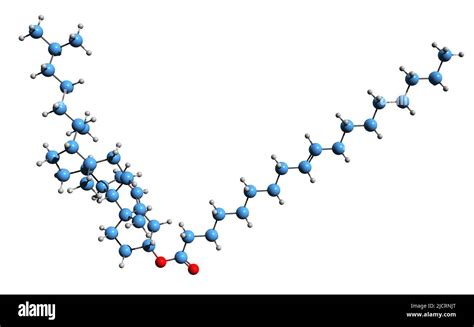 Cholesterol ester hi-res stock photography and images - Alamy