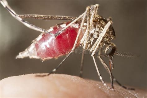 Mosquito Filled with Blood Sucking Blood from Human Stock Photo - Image ...