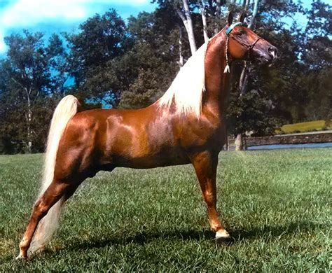 13 Incredible & Fascinating Facts About The Tennessee Walking Horse ...