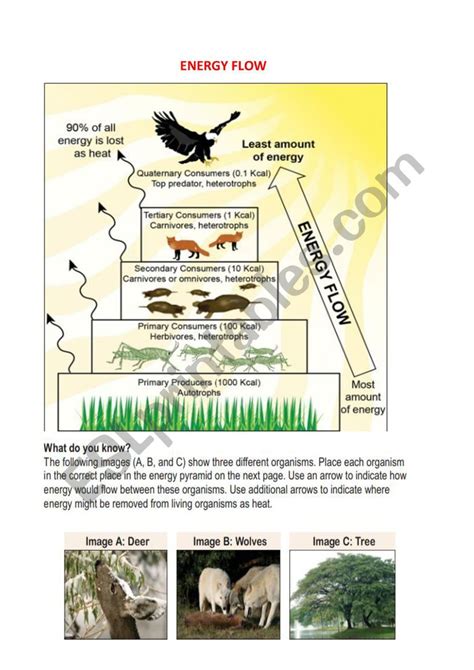 energy flow in our ecosystem - ESL worksheet by oscarito9695