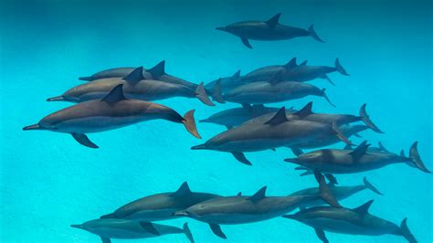 Dolphin | San Diego Zoo Animals & Plants