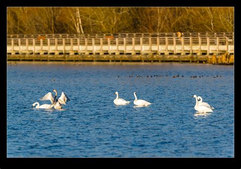 Swans on the Lake | RobsBlogs