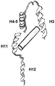 Nuclear Receptor Signaling Mechanisms Questions and Answers - Sanfoundry