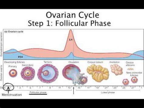 Chapter 28 The Ovarian Cycle Summary and Follicular Phase - YouTube