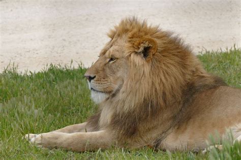 Monarto Zoo Adelaide | Curious Campers