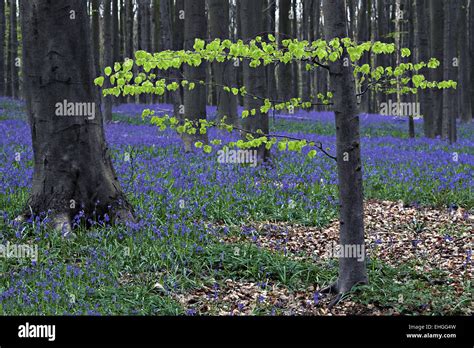 Bluebells in beach woodland, Halle, Belgium Stock Photo - Alamy