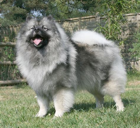 Keeshond Majic big dog breeds - Dog Breeders Guide