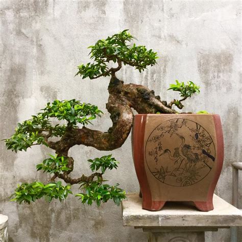 Bộ Sưu Tập Hình Ảnh Cây Bonsai Đẹp Với Hơn 999+ Hình Ảnh Chất Lượng 4K