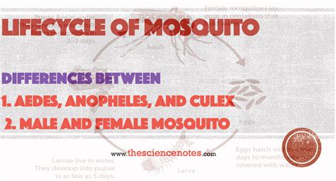 Lifecycle of Mosquito: Differences between Aedes, Anopheles, and Culex