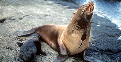 Galápagos Fur Seal – "OCEAN TREASURES" Memorial Library