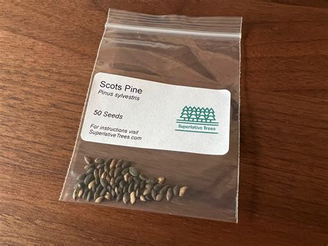 Scots Pine Seeds – Superlative Trees