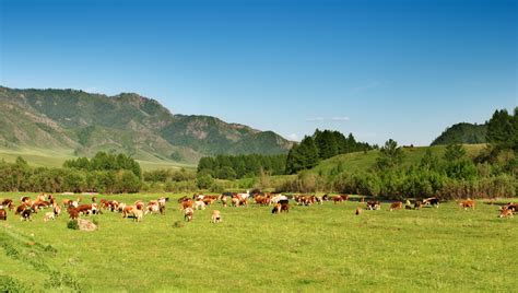 Rangeland Summit Highlights Role of Livestock in Wildfire Suppression | AgNet West