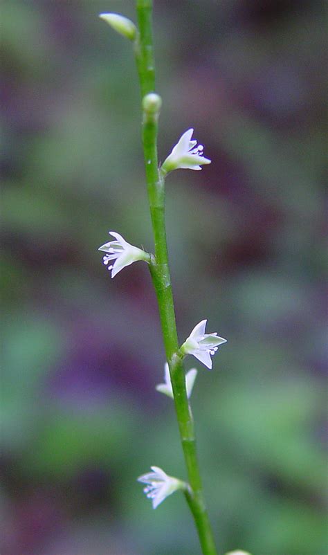 Persicaria virginiana (jumpseed): Go Botany