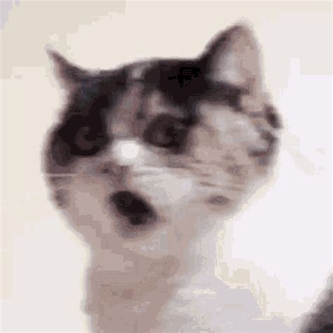 Cat Fart GIF - Cat Fart Poop - Discover & Share GIFs