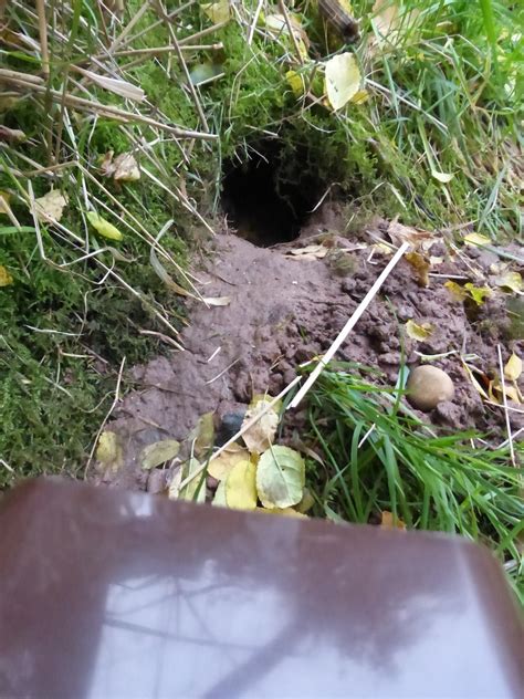 8 Pics Rat Burrows In Garden And View - Alqu Blog