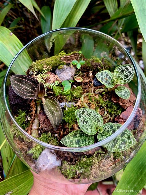 Jewel orchid terrarium is going well 🥰 : r/houseplants